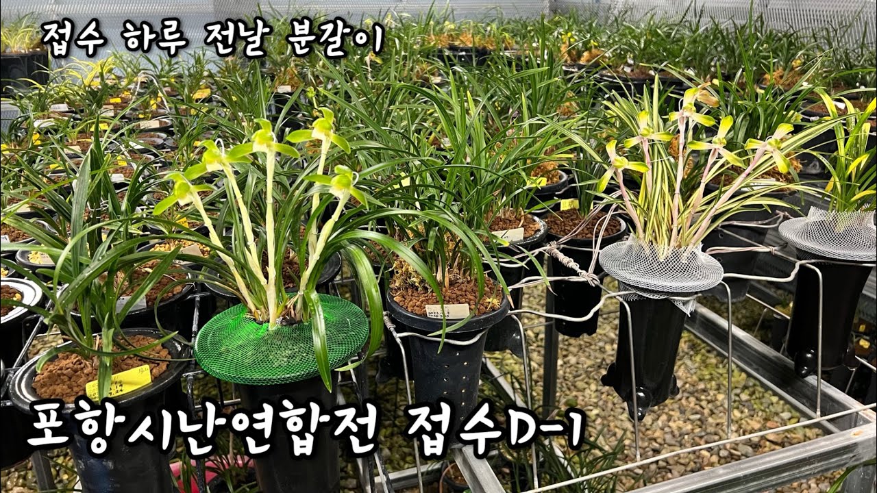 난초vlog 포항시난연합전 아직 못 끝낸 철사감기🪴한국춘란 난초전시