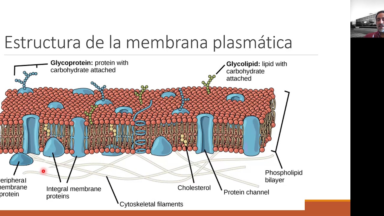 Fisiol membranasCel 21Octubre