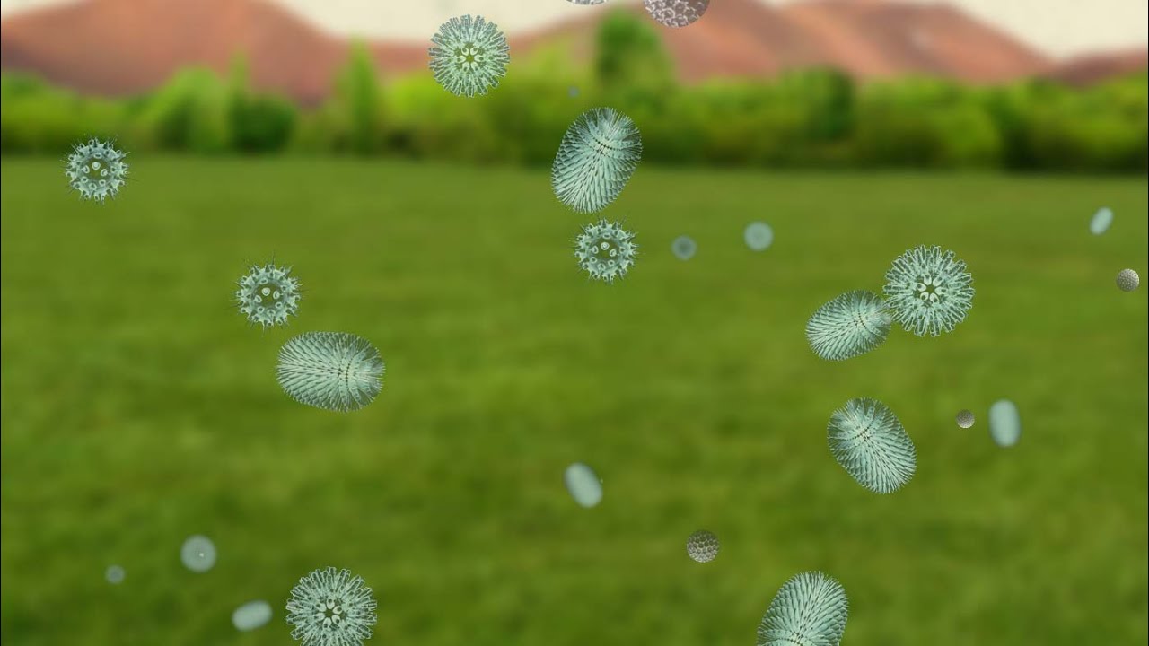 Hay Fever Season - Behind the News