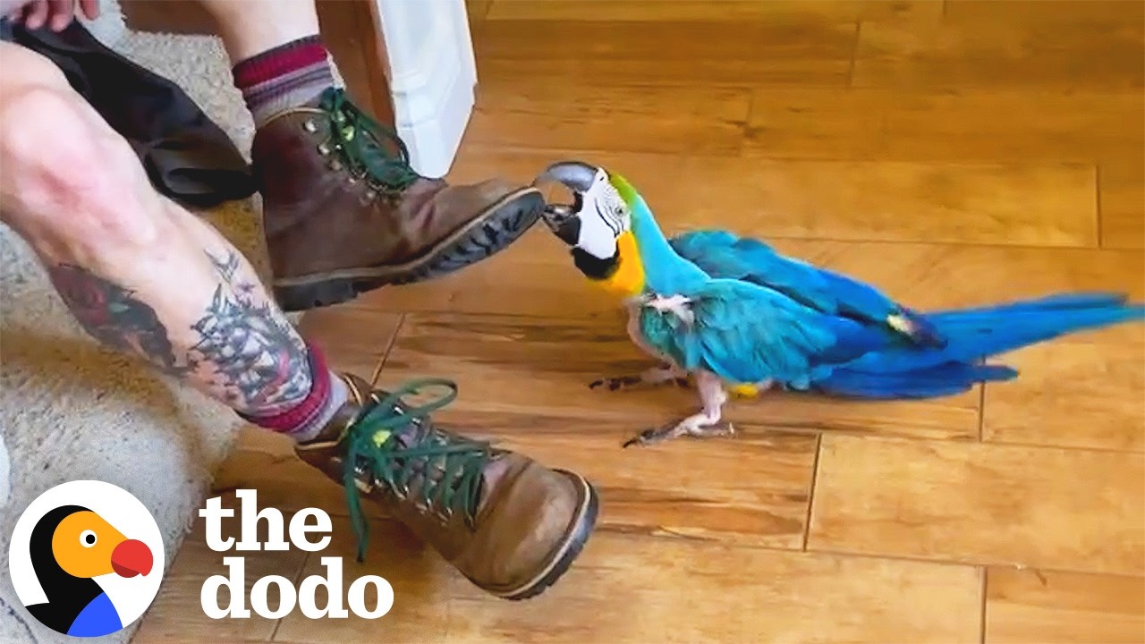 28-летний ара ревнует к бойфренду своей матери | The Dodo