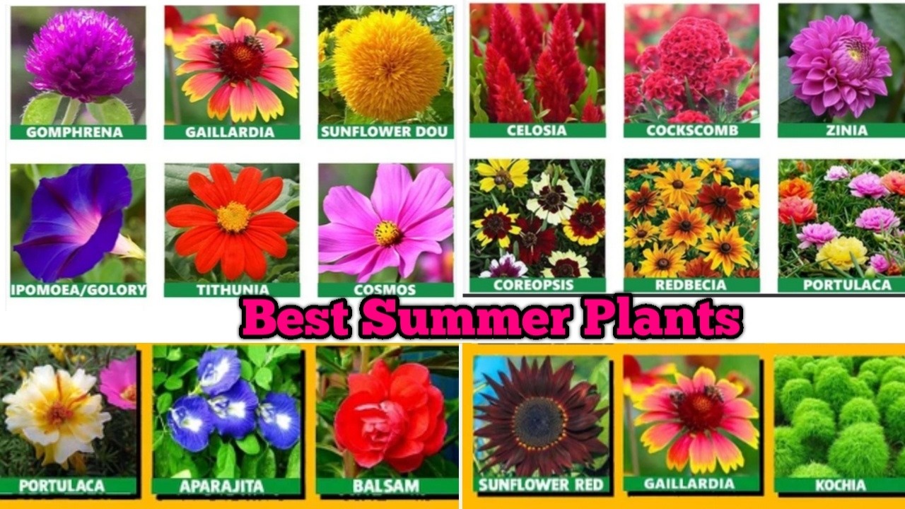 Best summer flowering plants // SUMMER FLOWER PLANTS/FLOWERING TIPS// गर्मी के मौसम के खूबसूरत पौधे