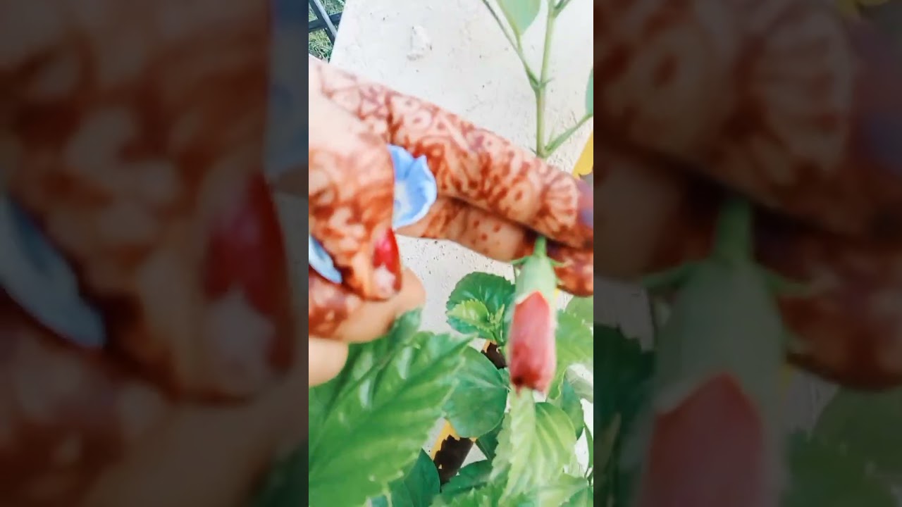 Home maker asha Sharma vlog|| useful tips & winter plant ☘️ care||
