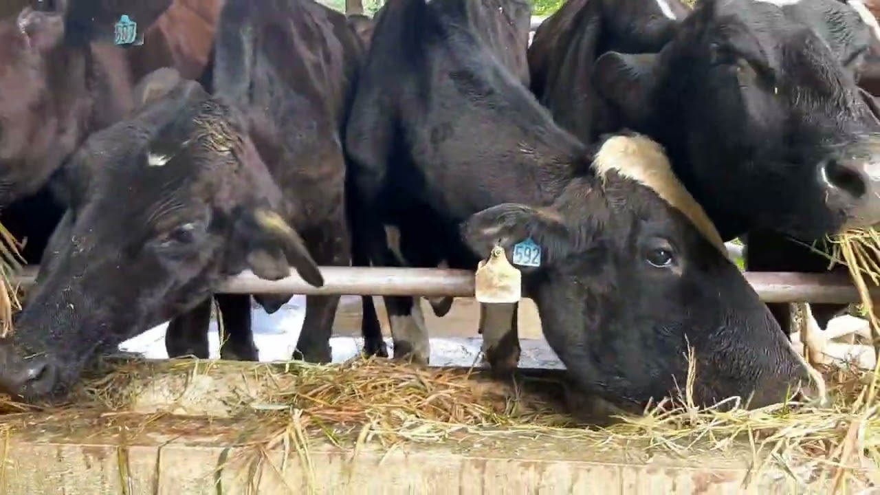 Przygotowanie dzikich krówek do dojenia