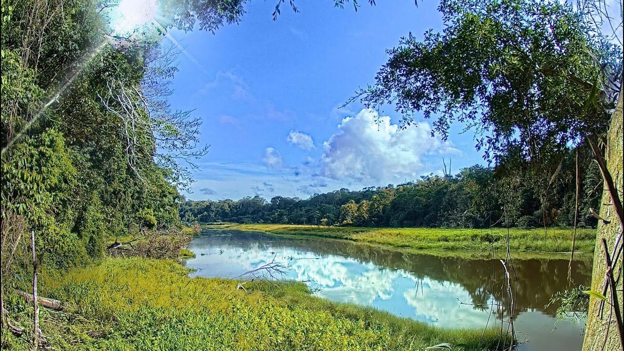 EarthCam Live:  Amazon Rainforest Cam (Madre de Dios, Peru)