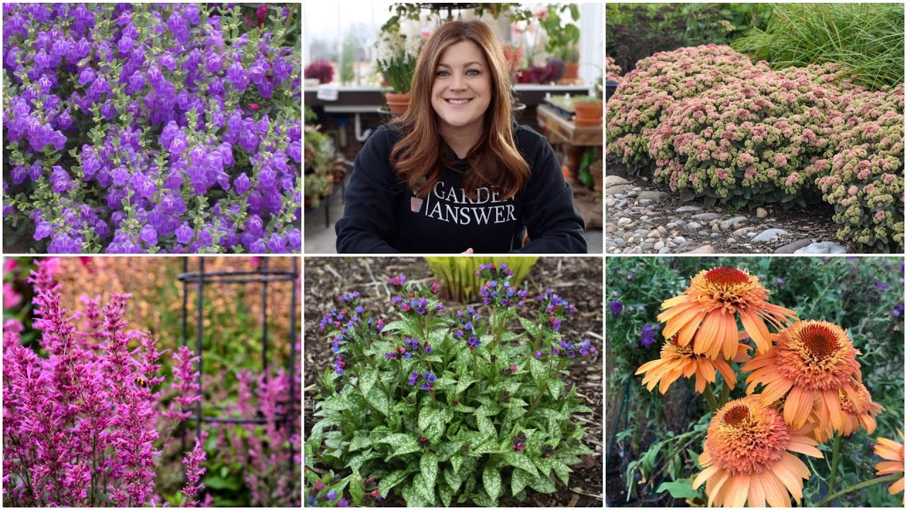 5 многолетников, которые обязательно должны быть в вашем саду! 🙌🌸🌿 // Garden Answer