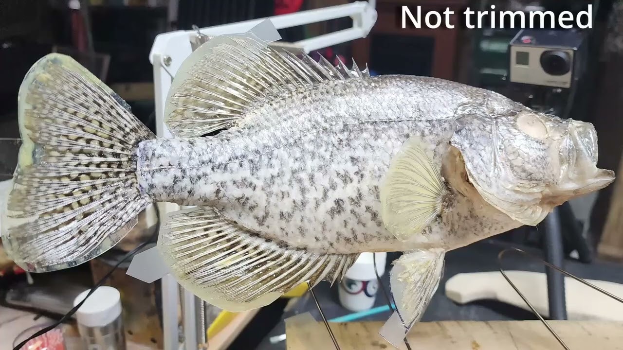 Fish Taxidermy Mounting a Crappie Part 2