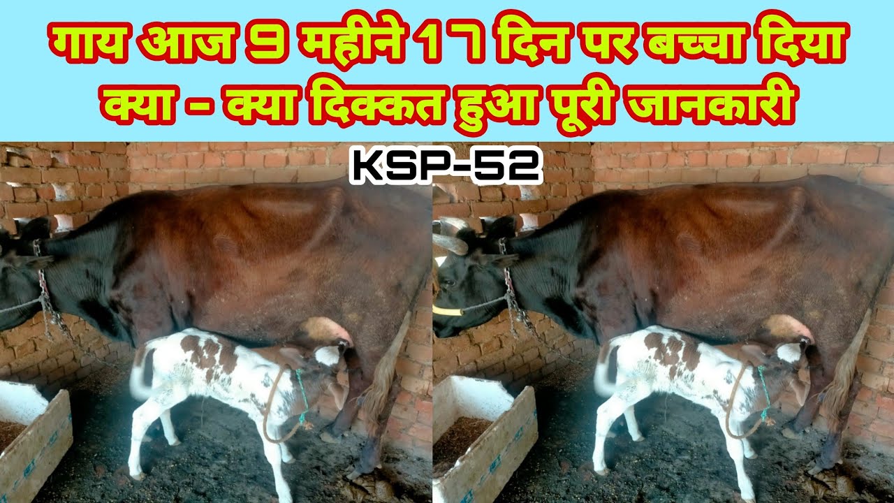 gaay 9 mahine 17 din par bachcha diya|गाय नौ महीने सत्रह दिन पर बच्चा दिया|cow gave baby| KS P-52 ?