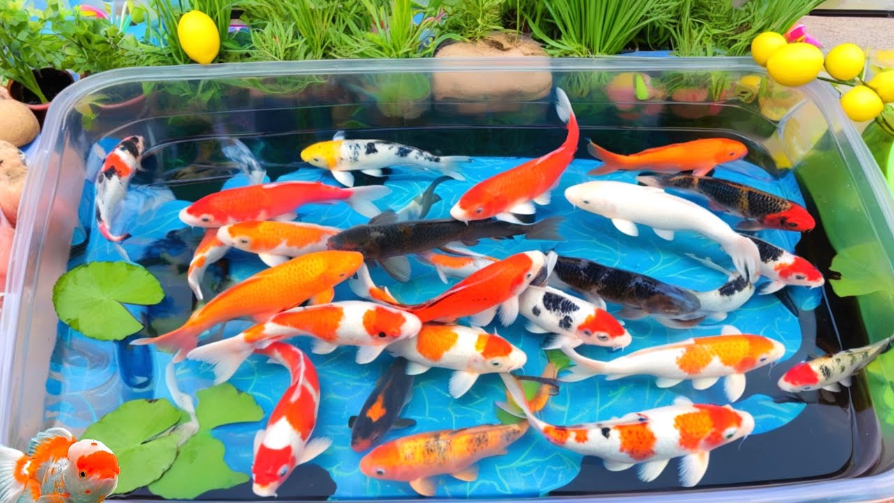 Unboxing IKan Hias Warna Warni,Ikan Cupang,Ikan Koi,Ikan Komet,Ikan Koki,Kura Kura Brazil,Guppy
