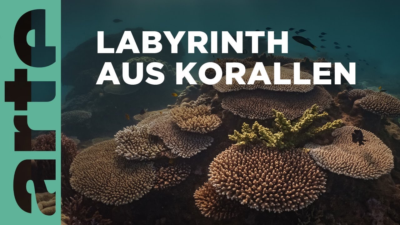 Australiens Küste | Mal Meer, mal Land | ARTE Family