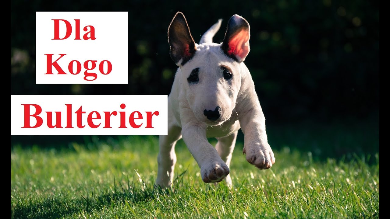 Dla kogo BULTERIER