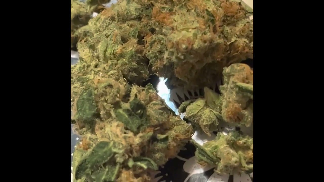 Skittles Fruity Pebbles OG from Costa Canna