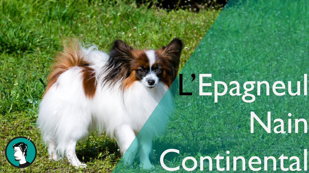 L'ÉPAGNEUL NAIN CONTINENTAL - Dogumentaire #6
