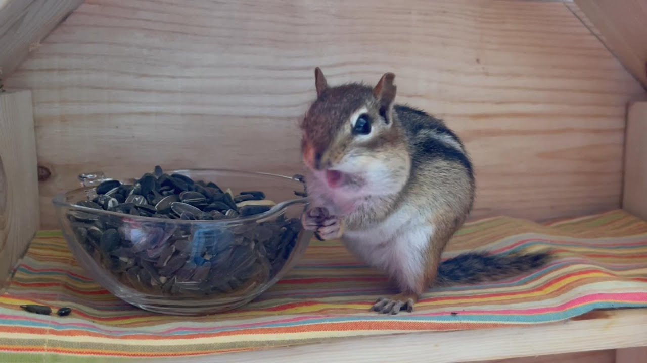 정성껏 돌봐 주는데 제일 꼬질꼬질한 다람쥐 쳐키 She Gets The Most Care But Is Still The Messiest Chipmunk