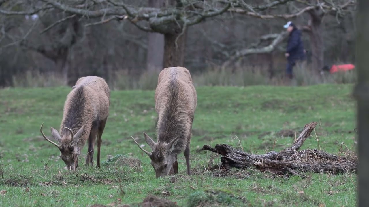 8 Feb 2026 Bushy Park (11) MVI 3293