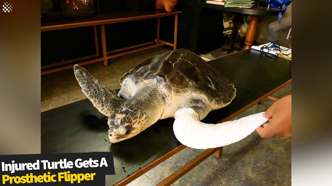 Injured Turtle gets a prosthetic flipper after it's own was badly damaged.