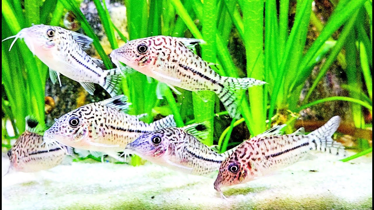 🐟Beautiful Leopard Cory Catfish 🐟
