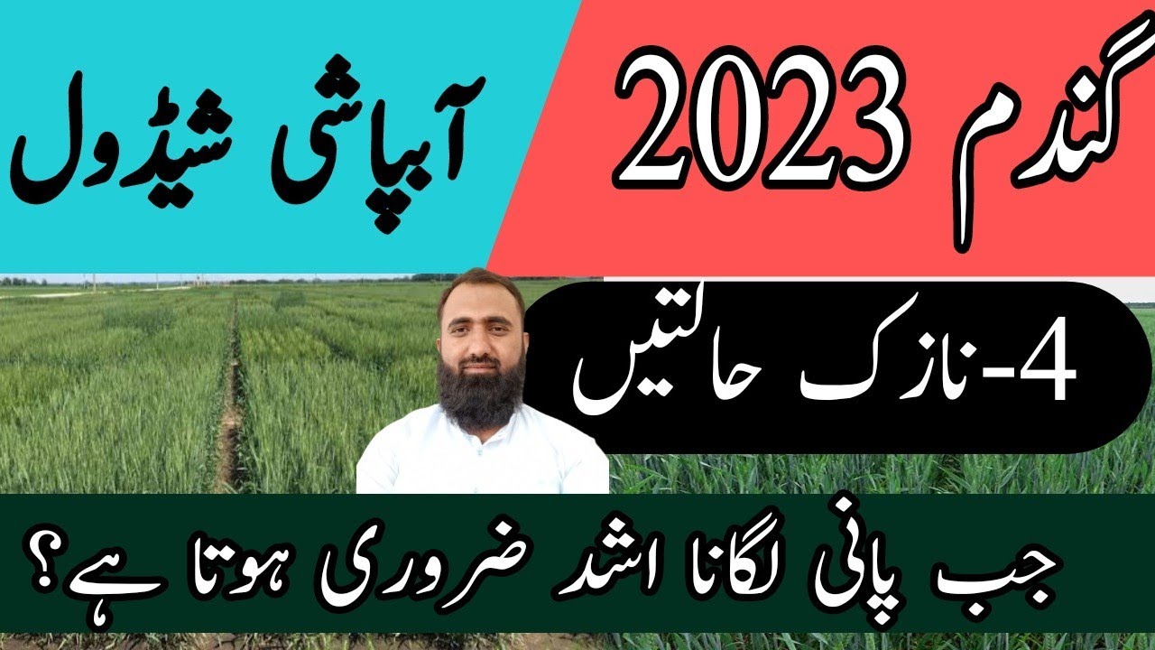 When to apply third irrigation in Wheat || Critical Growth Stages of Wheat || Bilal Kanju Official