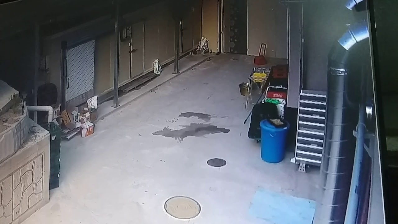 two wild dogs kill a wild family cat