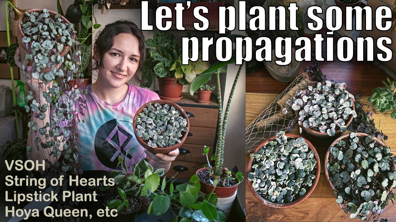 Let's plant some propagations / String of hearts, VSOH, Hoya Crimson Queen, Lipstick plant, etc.