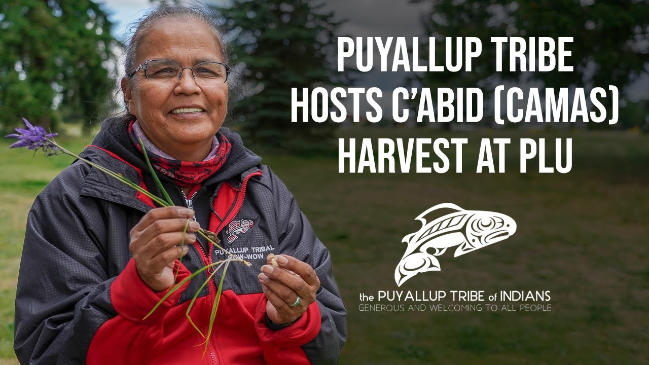 Puyallup Tribe hosts c’abid (camas) harvest at PLU