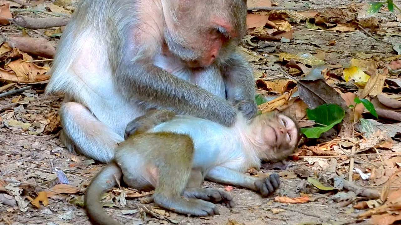 Mother Monkey Scarlet Carefully Checks and Grooms Her Baby