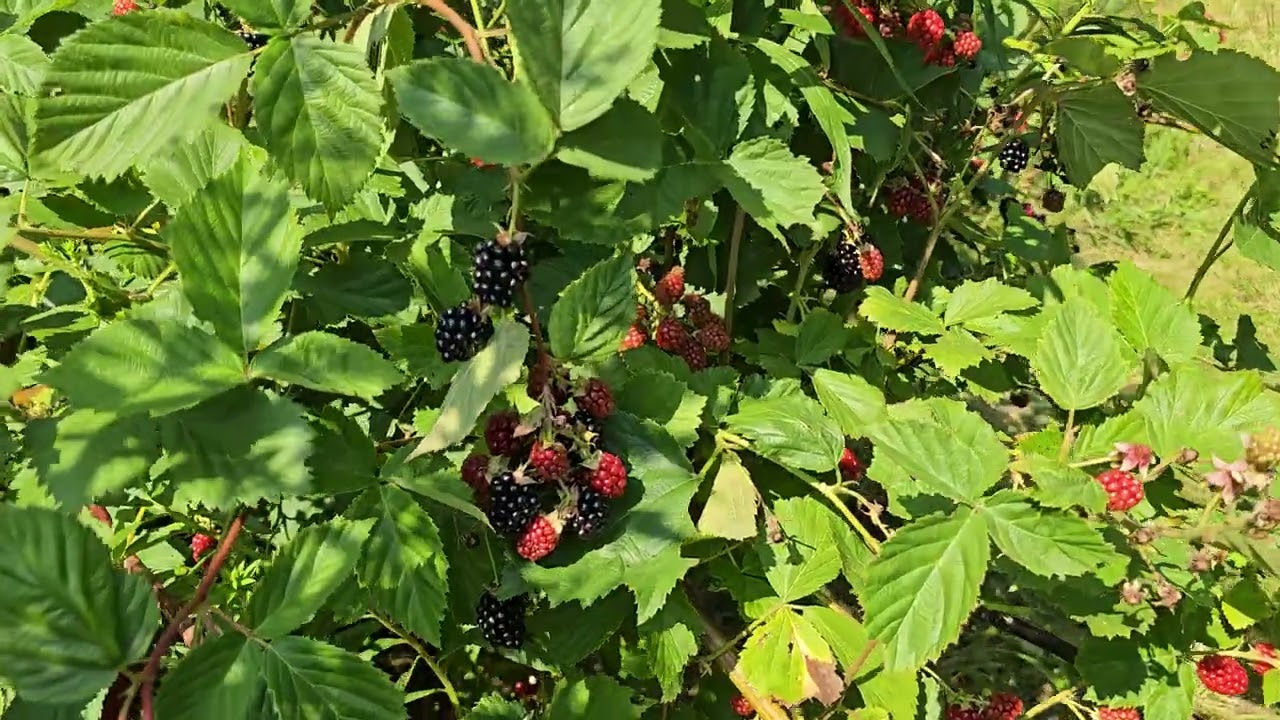 It's non stop harvest season in the zone 4 cold hardy permaculture food forest