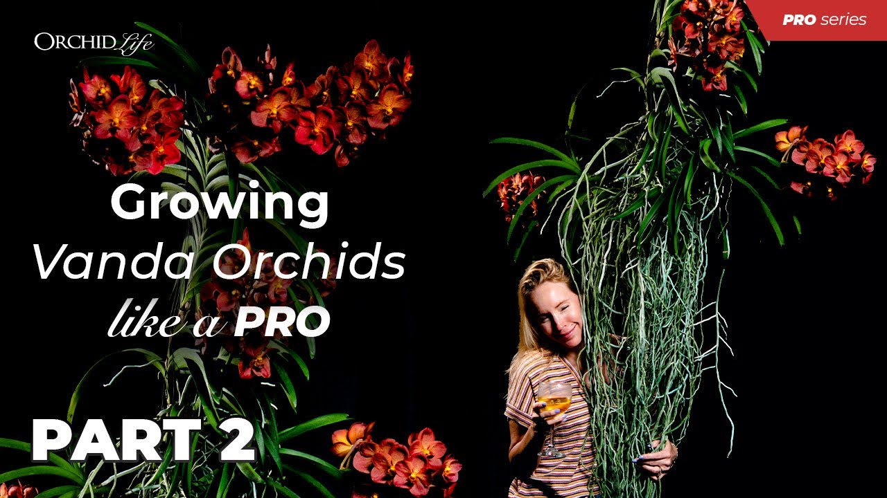 Growing Vanda Orchids Like a Pro part 2