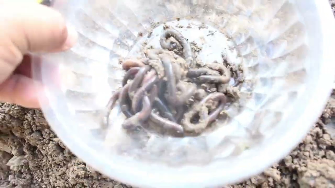 This land is full of insects that can't be caught.