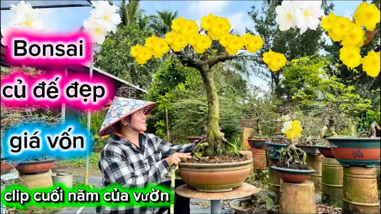 6-2-2026☎️0922.739.393 Ngân 🌳mai chơi tết già mùa- lip cuối năm của vườn-giá mềm. 