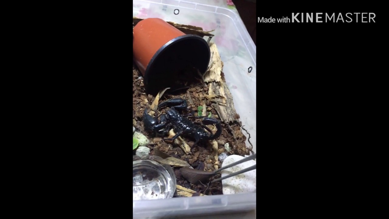 Teasing and Feeding my Asian Forest Scorpion