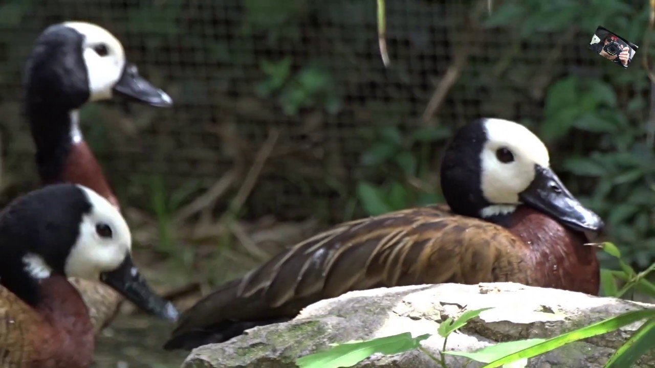 Le Dendrocygne veuf - Le Jardin aux Oiseaux - Zoo d'Upie (Drôme)