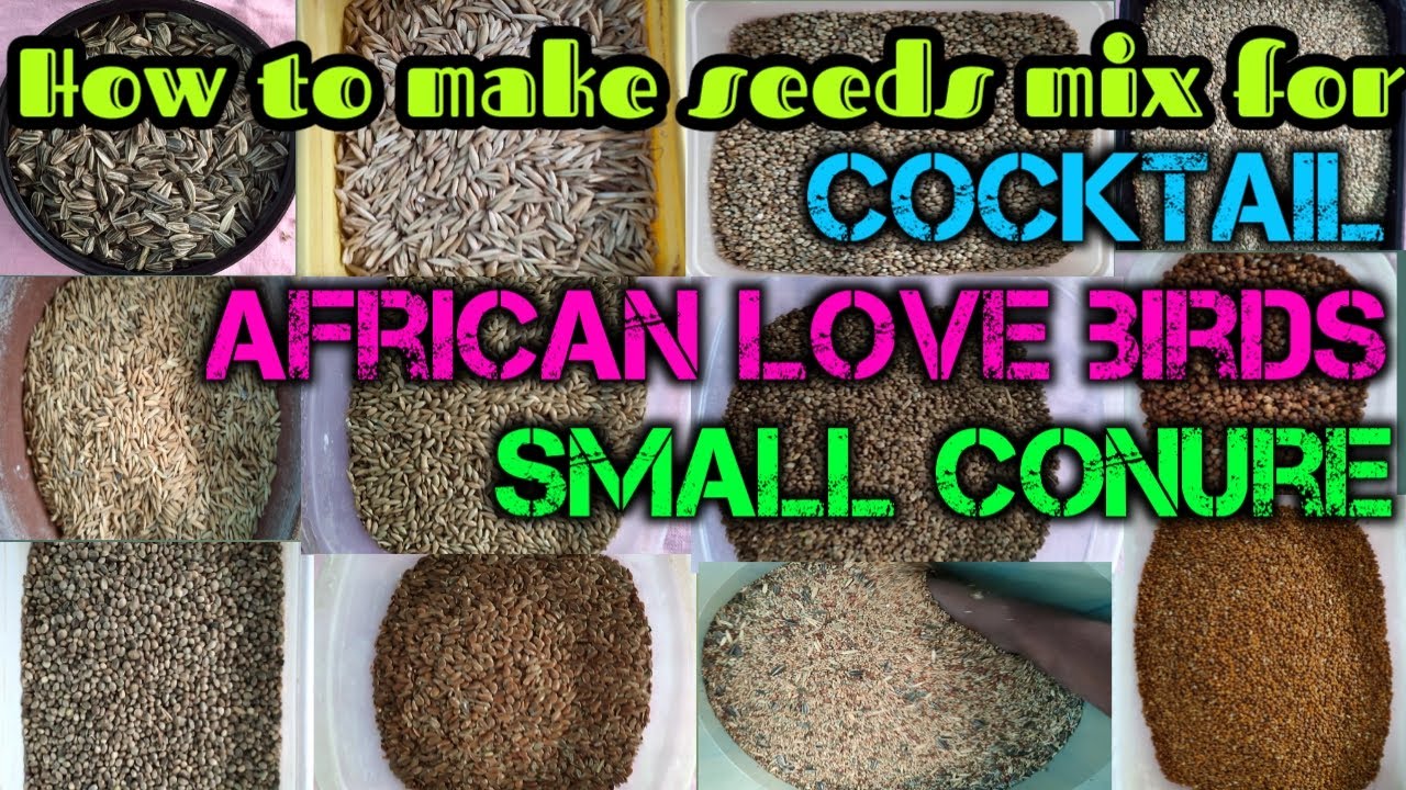 How to make African seeds mix in home /small conure seed mix in tamil