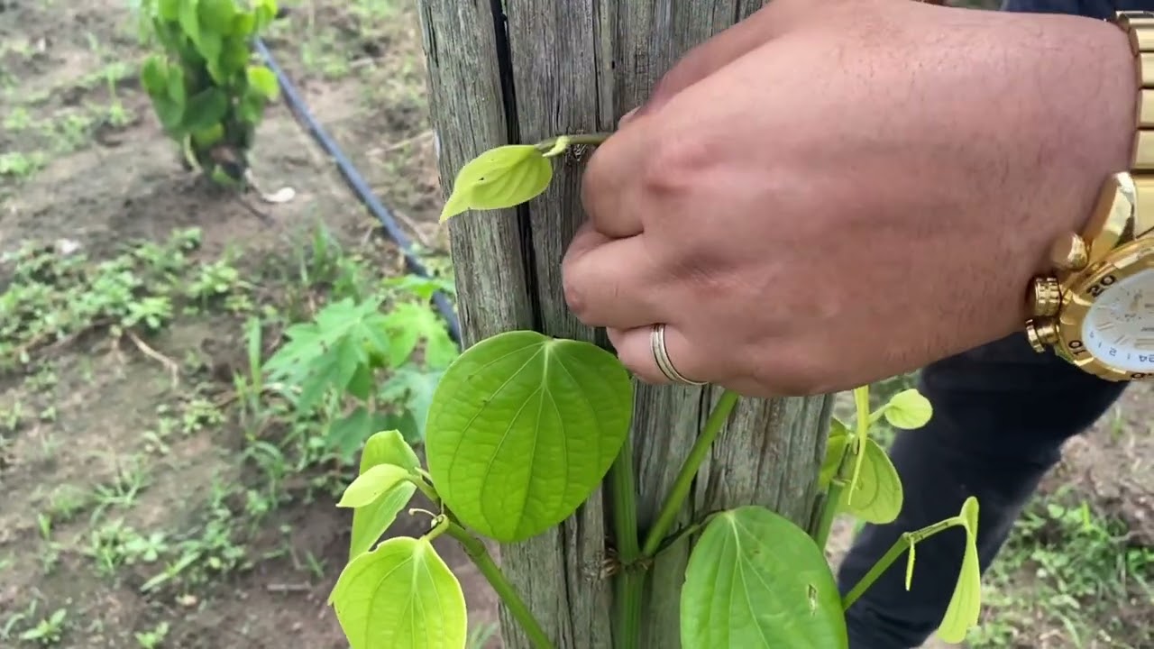 MANEJO PROMISSOR NA PIMENTA! Poda de formação na pimenta do reino.