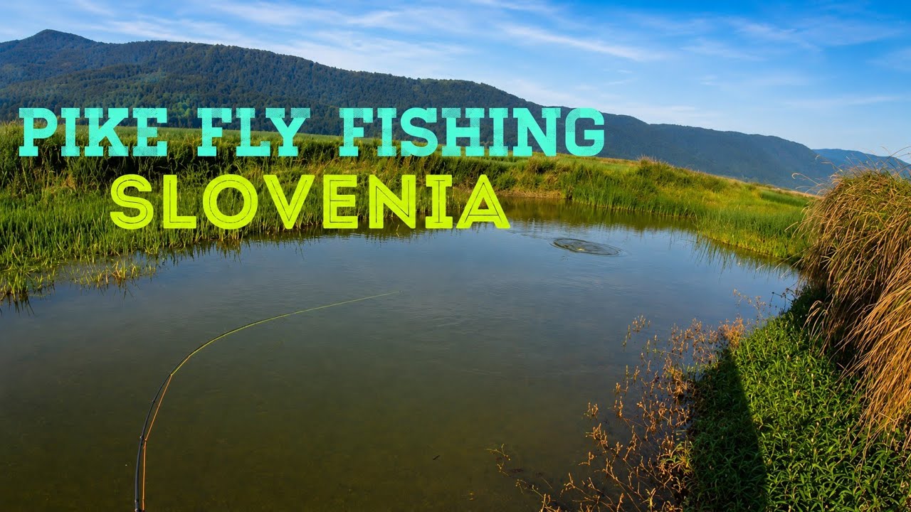 Summer pike fly fishing-Pike on the fly-Fly fishing Slovenia