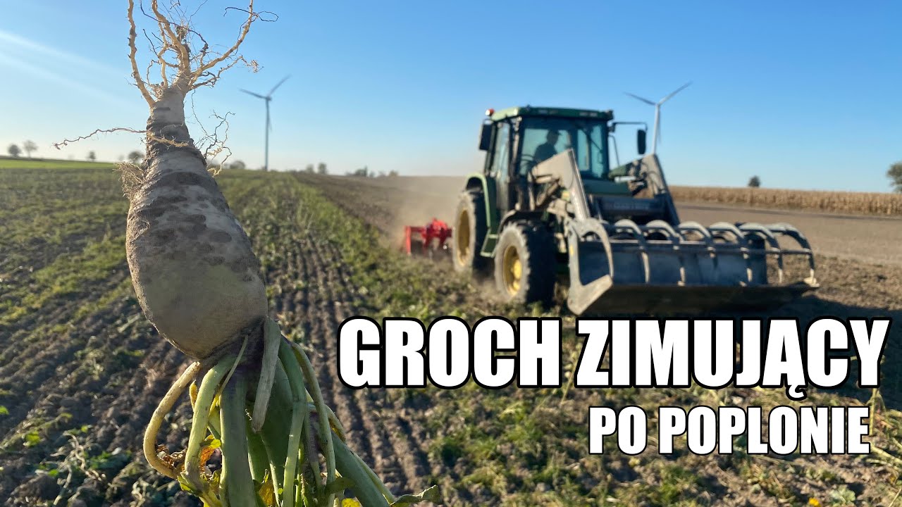 GROCH ZIMUJĄCY - JAKICH BŁĘDÓW NIE POPEŁNIĆ