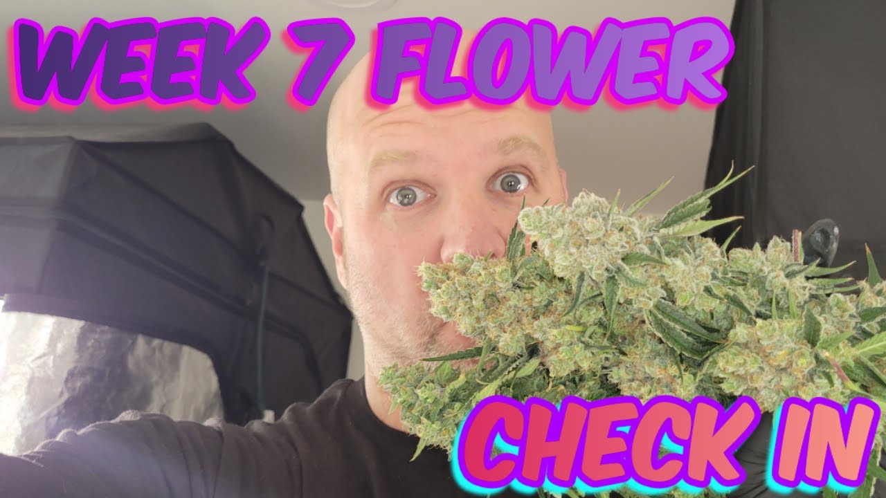 Week 7 Flower Check in, Looking Frost AF in here