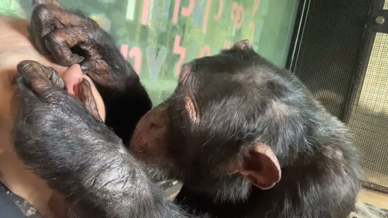 Grooming in the Morning: Nose  & Ear