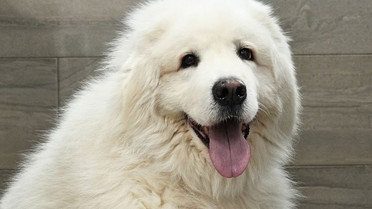 Sometimes I groom large fluffy Polar Bears | Livestock Guardian Dog