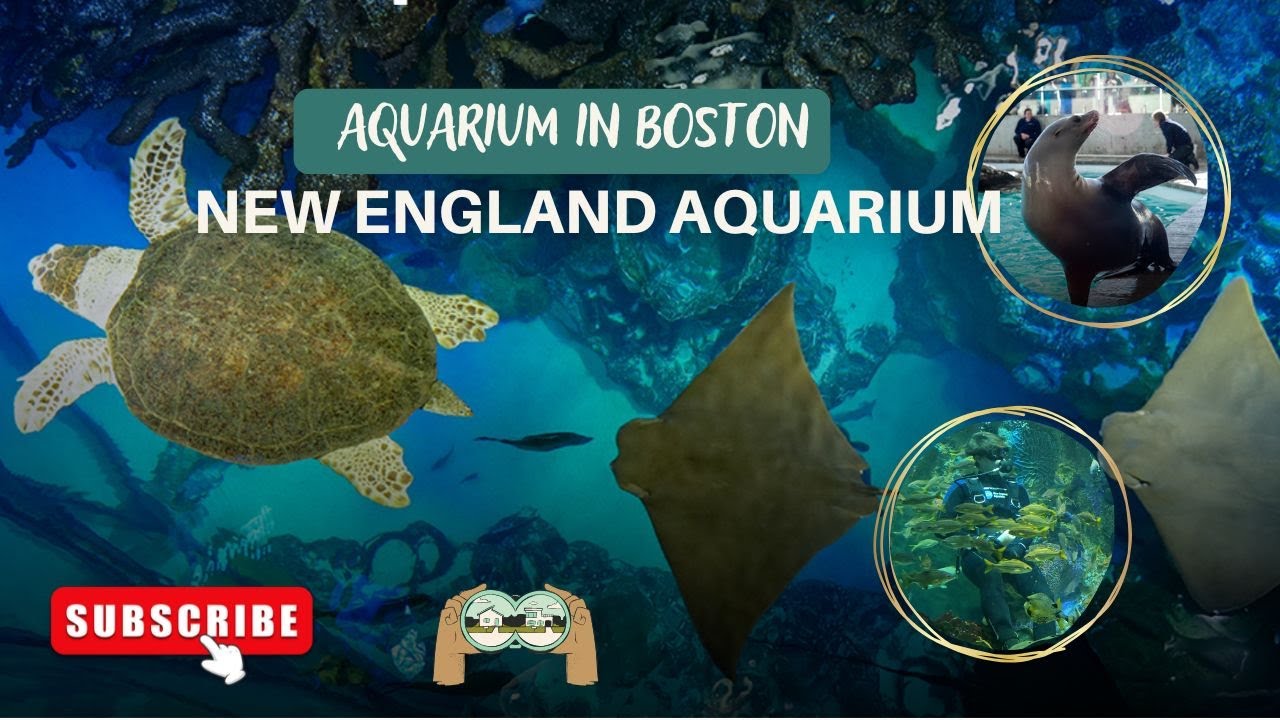 Diving Into Adventure at Boston’s New England Aquarium! #boston #newenglandaquarium #kids