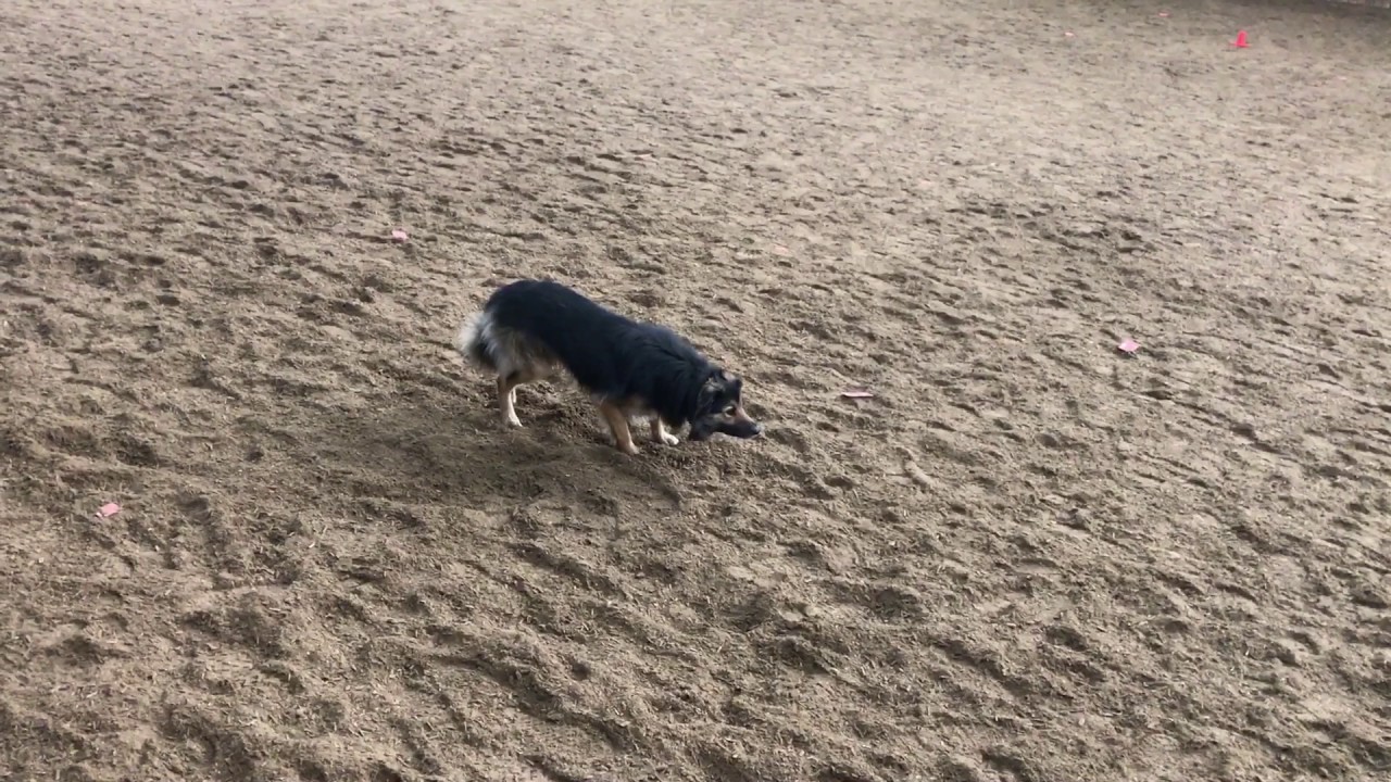 Bonus