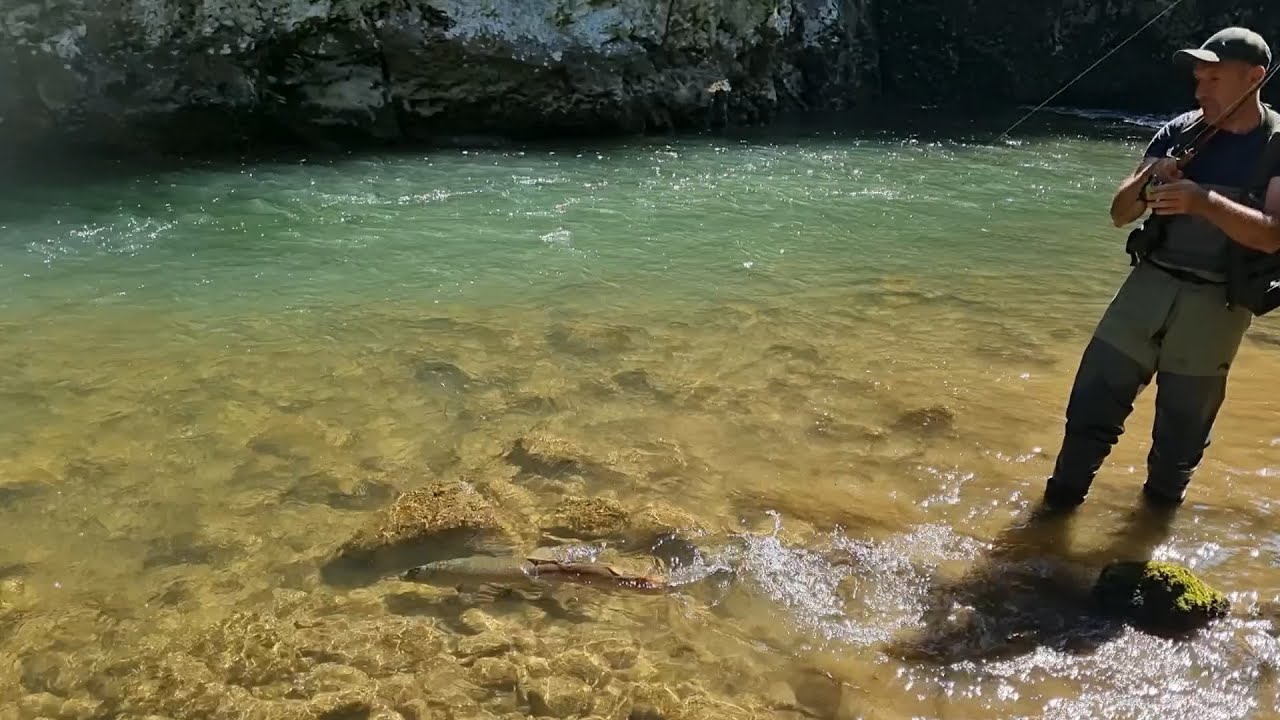 VELIKA MLADICA za ovako malu rijeku! Ribolov mladice, rijeka Cehotina.