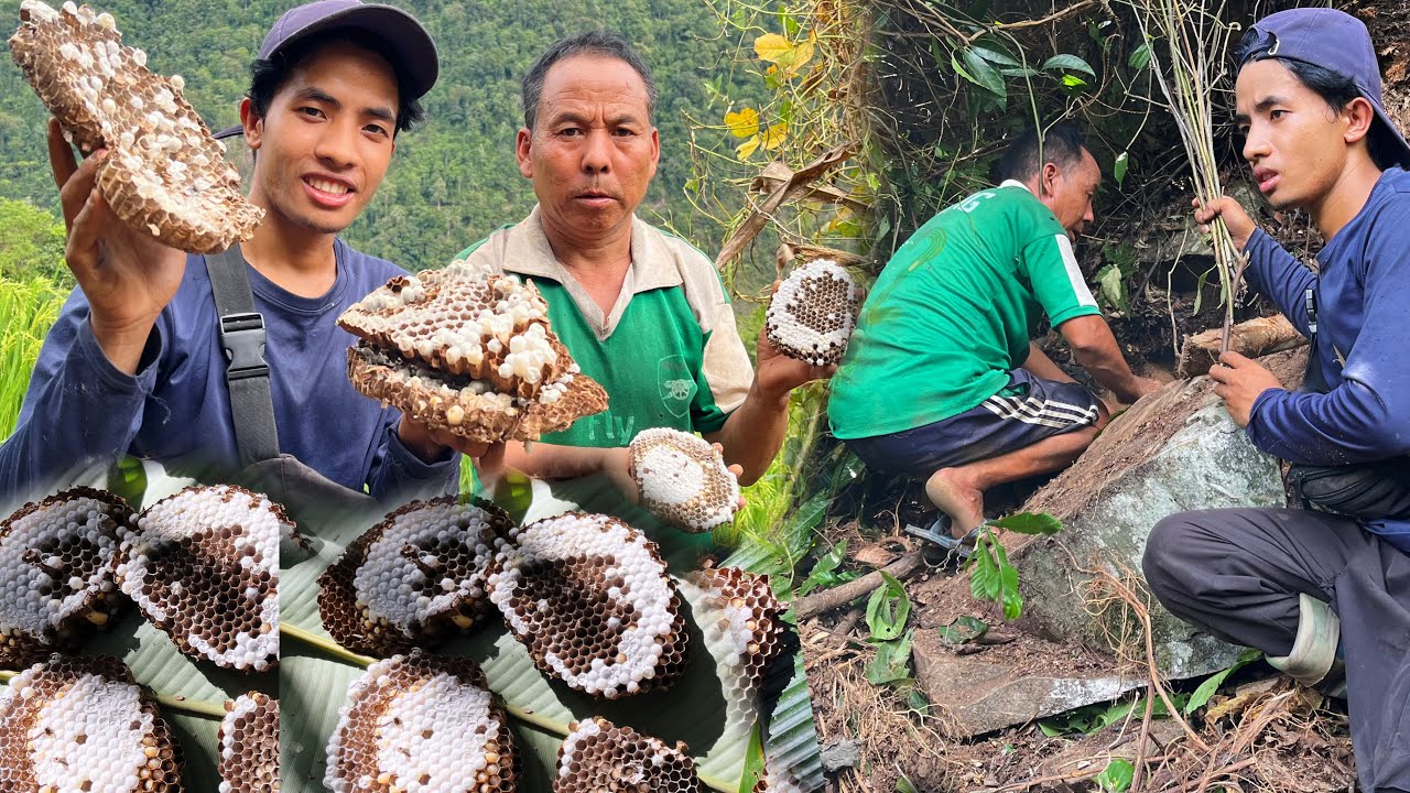 Searching and Harvesting Wild Hornet Larvae || Arunachal Pradesh.