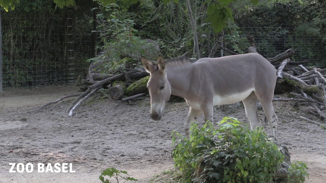 Neuer Somali-Wildesel im Zoo Basel angekommen