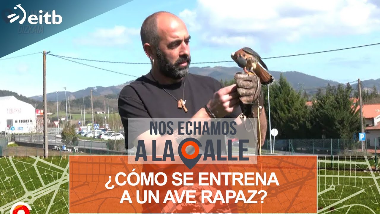 ¿Cómo se entrena a un ave rapaz?