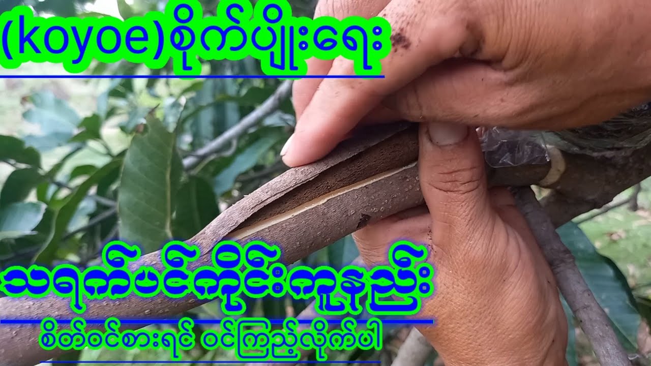 သရက်ပင်ကိုင်းကူနည်း(koyoe)စိုက္ပ်ိဳးေရး စိတ္ဝင္စားဝင္ၾကည့္လိုက္ပါ အပိုင္း(1)Agriculture