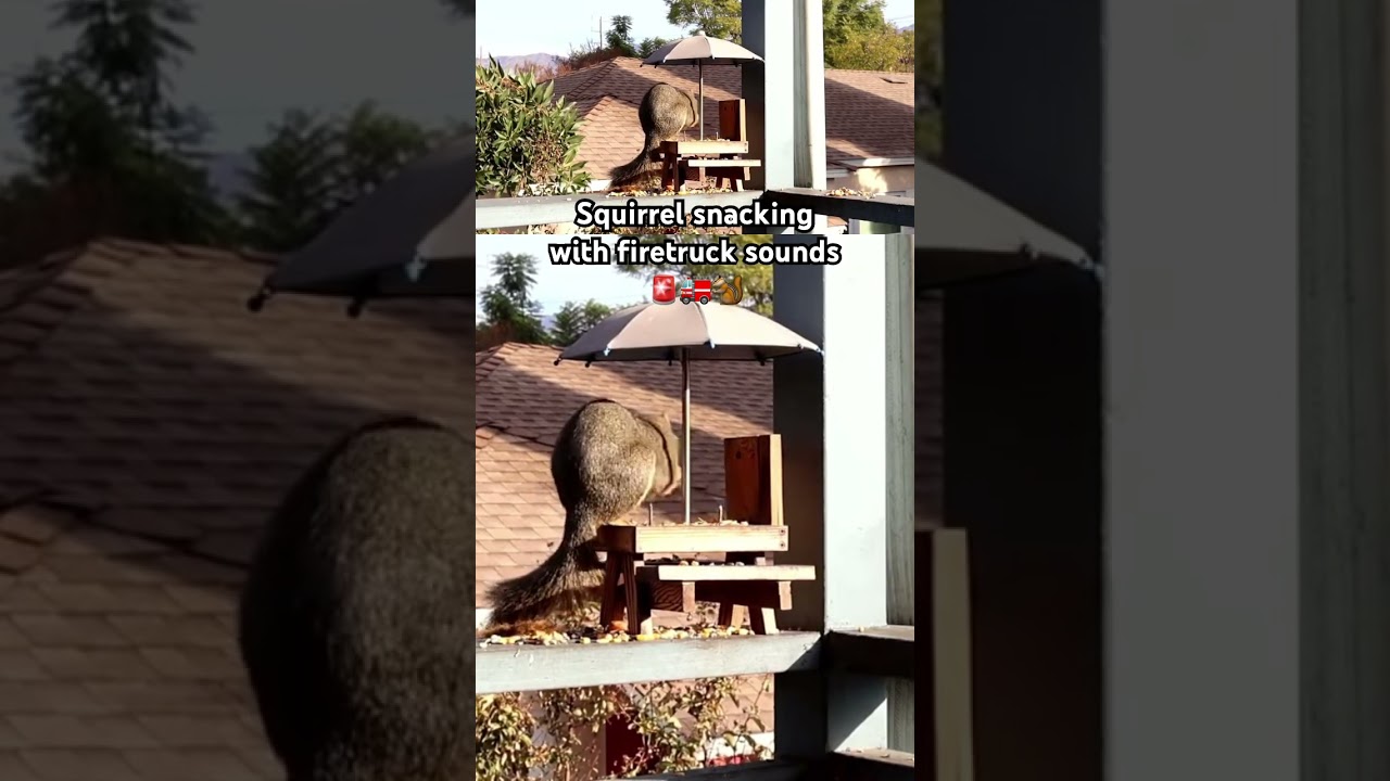 Squirrel Snacking With Fire Truck Sounds 🚨🚒🐿️