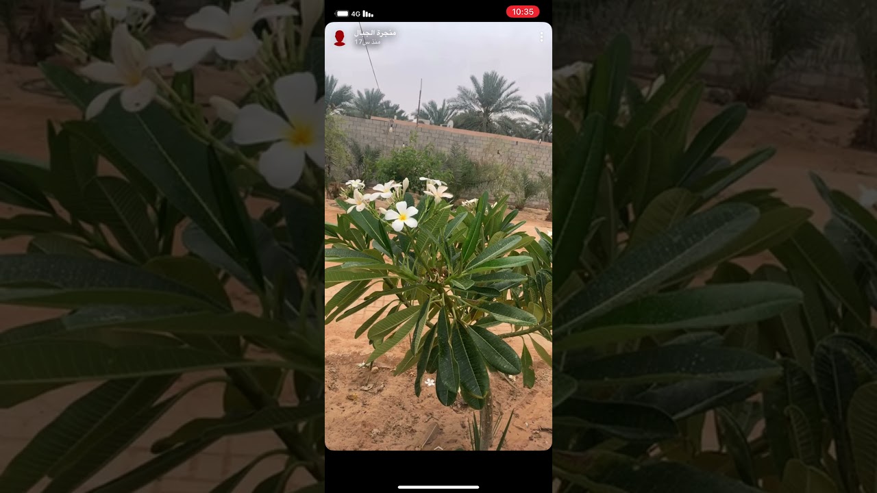 غزوة بدر