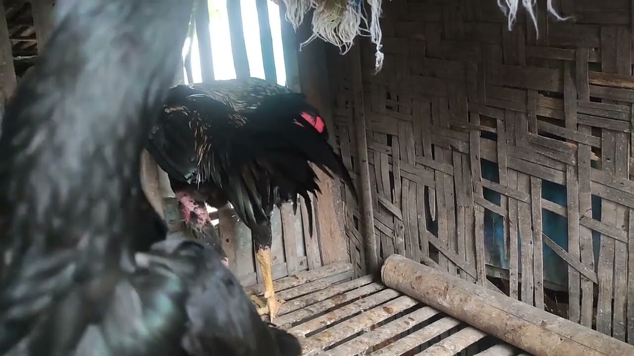 Cara mengatasi mental ayam lemah/down #ayamberkualitas #ayam #peternaksejahtera #viral #roosterfarm 