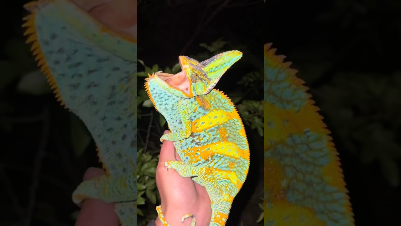 Exploring the Florida Everglades! #reptiles#wildlife#snake#animals#crazy#funny#conservation#cool