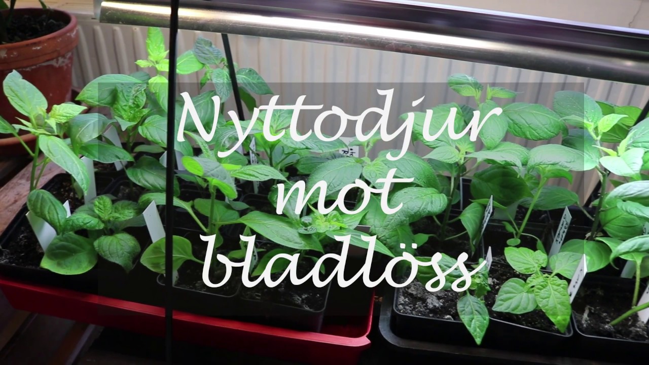 Nyttodjur mot bladl&ouml;ss